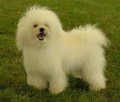 Bichon Bolonhês